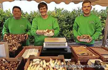 Pilze sprießen in den Regalen - Breisach - Badische Zeitung