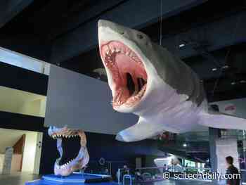 New Research Bites Holes Into Previous Theories About Megalodons – One of the Largest Sharks That Ever Lived