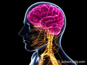 Long COVID Could Be Linked to the Effects of SARS-CoV-2 on the Vagus Nerve