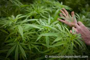 Criticism of Missouri medical marijuana system seeps into initiative petition debate • Missouri Independent - Missouri Independent