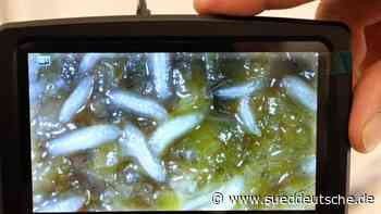 Agrar - Bergen auf Rügen - Projekt: Fische und Fliegen für nachhaltige Lebensmittel - Wirtschaft - Süddeutsche Zeitung