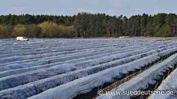 Agrar - Beelitz - Noch Ruhezeit für Beelitzer Spargel - Wirtschaft - Süddeutsche Zeitung