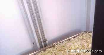 Encuentran irregularidades en Tianguis de Fresnillo - NTR Zacatecas .com