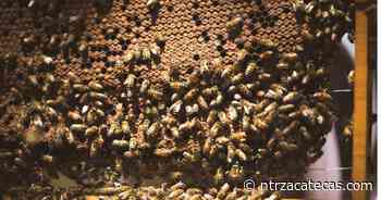 Abren escuela de apicultura en Fresnillo - NTR Zacatecas .com