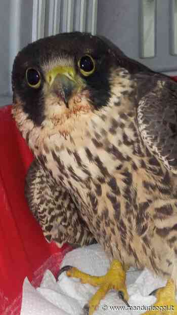 MANDURIA - Le foto degli ultimi recuperi di selvatici in difficoltà del Centro Fauna di Manduria - ManduriaOggi