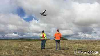 Drone company looks to self-piloted peregrines to patrol oilsands tailings ponds