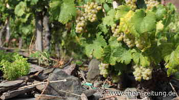 Die Piwis sind kein Ersatz für den Riesling - Rhein-Zeitung