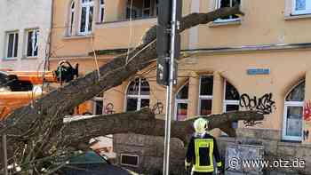 Fenster und Auto zerstört: Baum stürzt in Jena in ein Wohnhaus