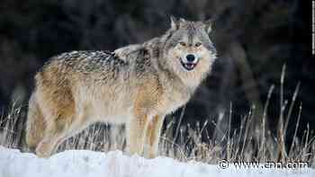 Judge reverses Trump era wildlife decision, restoring protections for the gray wolf