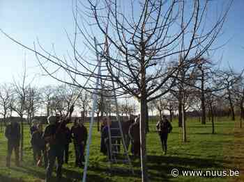 Fruitstruiken snoeien in De Rijdtmeersen in Brakel – NUUS - NUUS