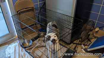 Austin Animal Center back at critical capacity, asking for the public's help - FOX 7 Austin