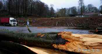 Kahlschlag am Freilichtmuseum | Lokale Nachrichten aus Detmold - Lippische Landes-Zeitung