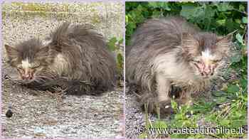 Sos per salvare una gattina ai limiti della sopravvivenza a Sestu - Casteddu Online
