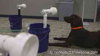 Looking to get tested for COVID-19? Some K9s in Newport News could help.