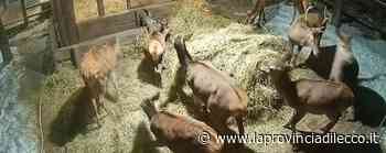 Cervi, i sindaci protestano «Non è stato fatto nulla» - La Provincia di Lecco