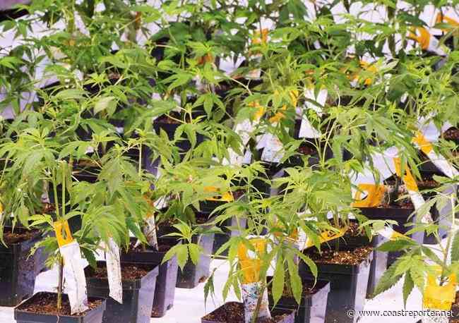 Aurora Cannabis reports $75.1M Q2 loss as revenues fall by 10 per cent - Coast Reporter