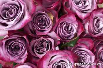 Flower supply chain issues prompt some B.C. buyers to look local - Virden Empire Advance