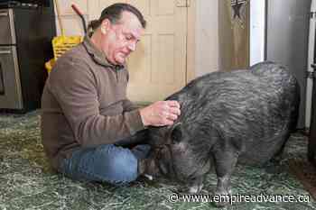 Emotional support or hogwash? Man fights to keep his pet pig - Virden Empire Advance