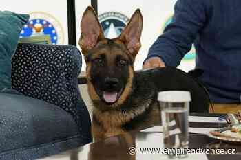 Biden dog Commander to make TV debut during 'Puppy Bowl' - Virden Empire Advance