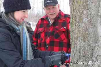 Organizers cancel Maple in the County due to COVID-19 concerns - Belleville Intelligencer