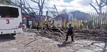 Tira viento árbol seco en Cuernavaca - Diario de Morelos