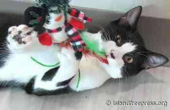 Meet the Outer Banks SPCA Pet of the Week Dash - Island Free Press