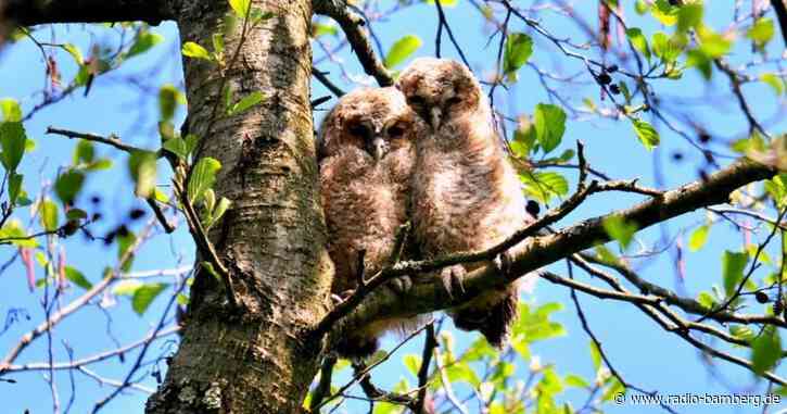 Erste Vögel beginnen mit der Balz: Singvögel erst später