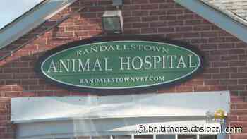 Baltimore County Veterinarian Seeing More Abandoned Animals On Doorstep - CBS Baltimore