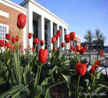 Johns Hopkins–funded projects begin making an impact in Baltimore communities - The Hub at Johns Hopkins