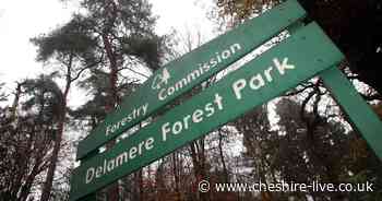 Delamere Forest brings in new 'Superworm trail' in time for half term - Cheshire Live