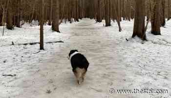 Dogs will need leashes on most York Region forest trails if new rules approved - Toronto Star