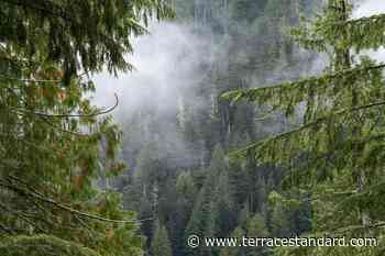 BC forest protest accused ask court to stay charges due to ' systemic police misconduct' – Terrace Standard - Terrace Standard