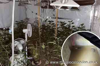 Plumstead High Street cannabis factory closed down by police
