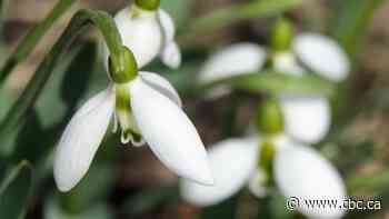 What warm February temperatures mean for Calgary's trees and gardens - CBC.ca