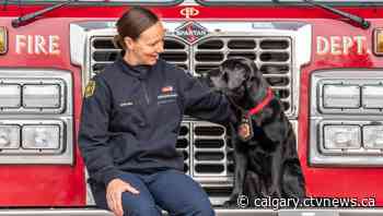 Calgary Fire Department dog Willow sniffs out accelerants used in arsons | CTV News - CTV News Calgary