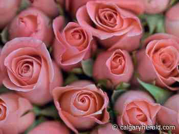 Five off-beat Valentine's Day activities in Calgary - Calgary Herald