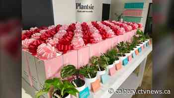 Personalized plants for Valentine's Day? Calgary shop sells flora with names, personalities - CTV News Calgary