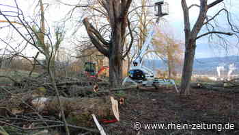 Kastanienallee in Sinzig bald wieder geöffnet: Verkehrssicherheit auf Premiumwanderweg wieder gewährleistet - Rhein-Zeitung