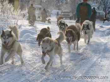 Stage set for 30th annual Gold Rush Trail Sled Dog Mail Run in the North Cariboo - mycariboonow.com
