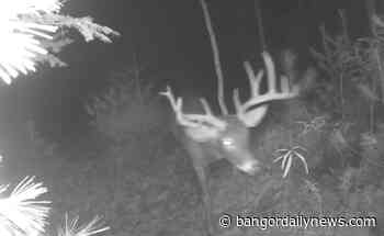 A big buck makes a nighttime visit to a trail camera in Old Town - Bangor Daily News