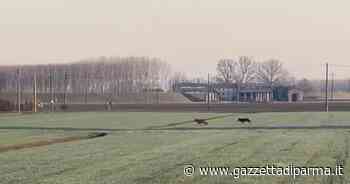 Lupi a passeggio nella Bassa - Video - Gazzetta di Parma
