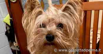 Accelera e uccide un cane. Poi fugge - Gazzetta di Parma