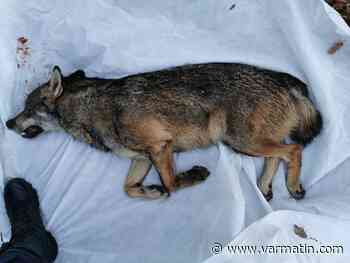 Est-ce un loup qui a été percuté à Puget-sur-Argens? Une autopsie est prévue - Var-Matin