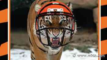 Cincinnati Zoo creates ‘Zooper Bowl’ lineup to cheer on Bengals - WHIO Radio