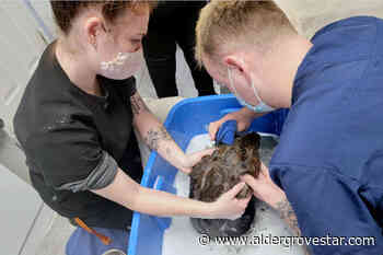 Diesel-soaked beaver dies despite rescue effort by Langley's Critter Care – Aldergrove Star - Aldergrove Star