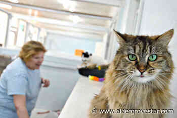 Email sparks soul-searching for head of Langley's no-kill cat shelter – Aldergrove Star - Aldergrove Star