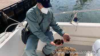 Bloccati all’alba con 300 ricci: sub denunciati - La Nuova Sardegna