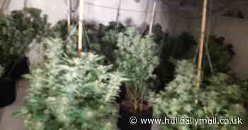 Huge cannabis factory uncovered in Hull city centre - Hull Live
