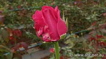 'Organised chaos': How Aussie flower farmers are filling Valentines Day void