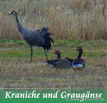 In der Ferne - Lutherstadt Wittenberg - myheimat.de - myheimat.de